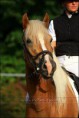 /album/fotogalerie-sting-ray/a08-08-29-stingray210-jpg/